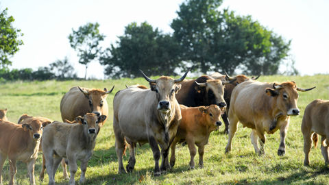 Selon Philippe Goetzmann, expert en grande consommation, notre production de viande française ne correspond pas à la demande des consommateurs en termes de prix. Selon Philippe Goetzmann, expert en grande consommation, notre production de viande française ne correspond pas à la demande des consommateurs en termes de prix.